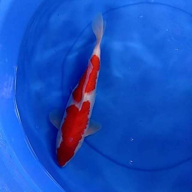 Jumbo Kohaku Nidan Cantik