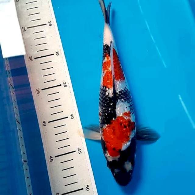 SHOWA 28cm MALE