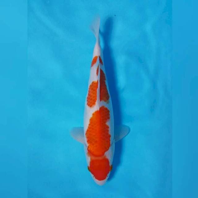 Kohaku 38cm