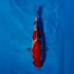 Kohaku 38cm