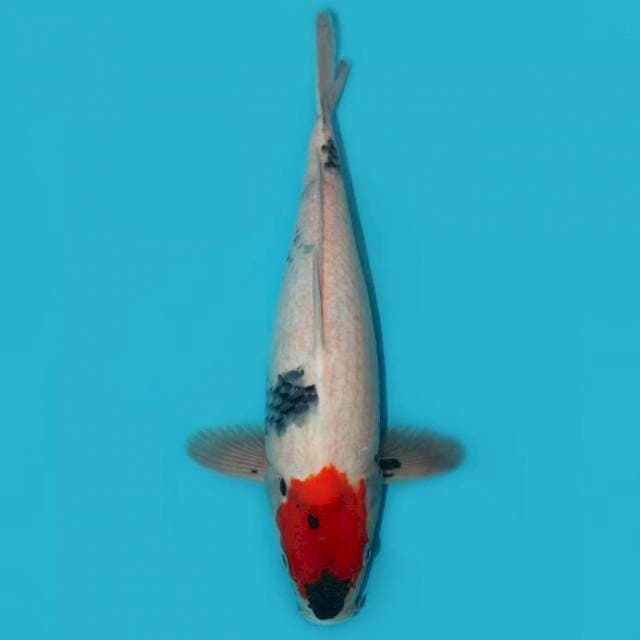 Tancho Showa Tategoi 36 cm