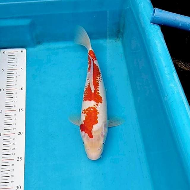 Kohaku kanoko