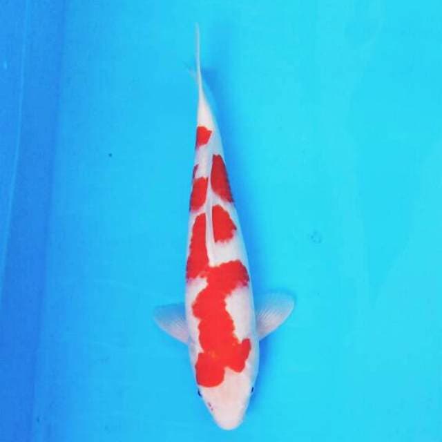 Kohaku 01