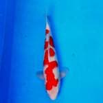 Kohaku 01