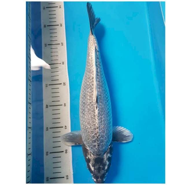 GINBO 38cm FEMALE