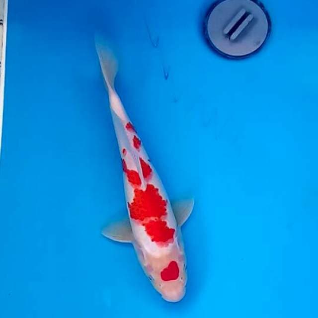 Kohaku