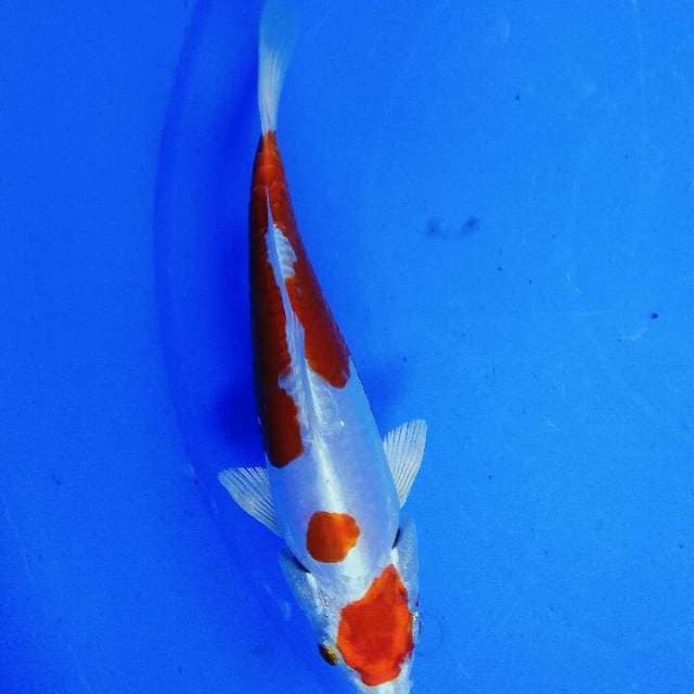 Maruten kohaku hikari originil