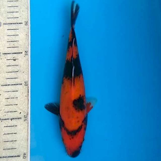 Utsuri 22cm