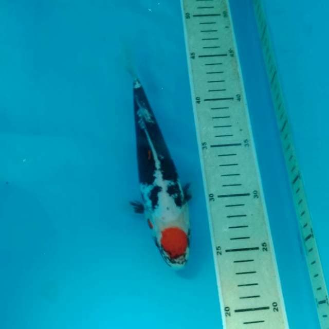 Tancho Beni Kumonryu 22 cm