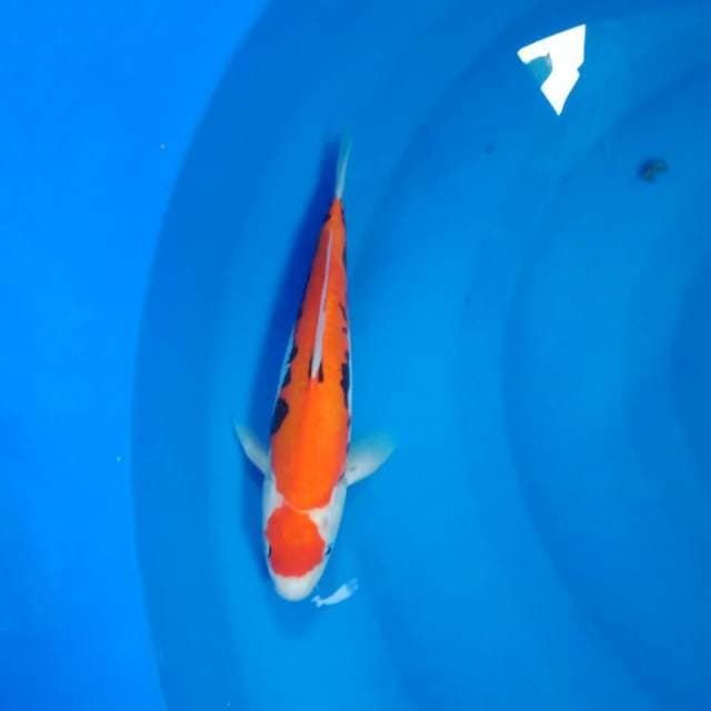 Beni Kumonryu 23 cm