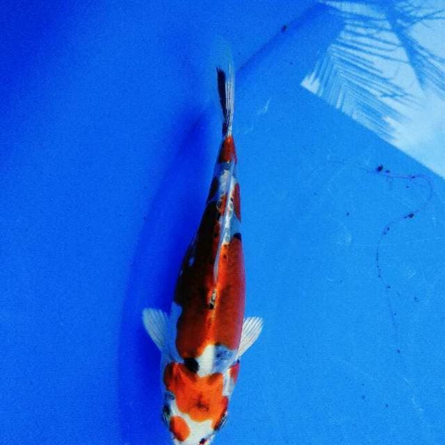 Beni kiko