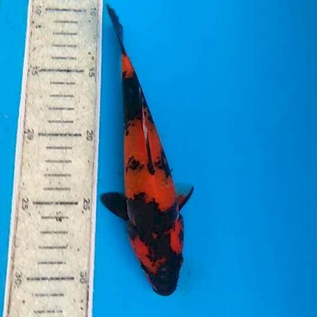 Utsuri 20cm