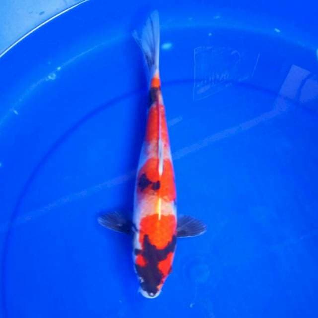 showa*28cm