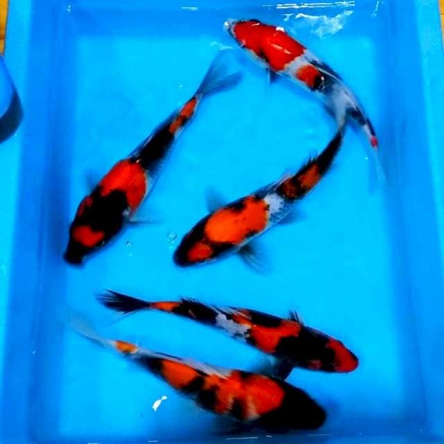 Showa super grade merah