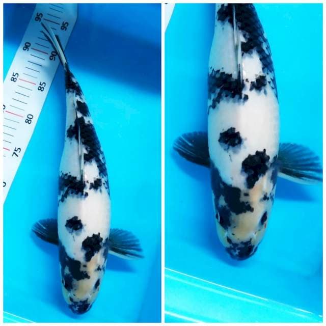 Shiro Height Quality 37 cm