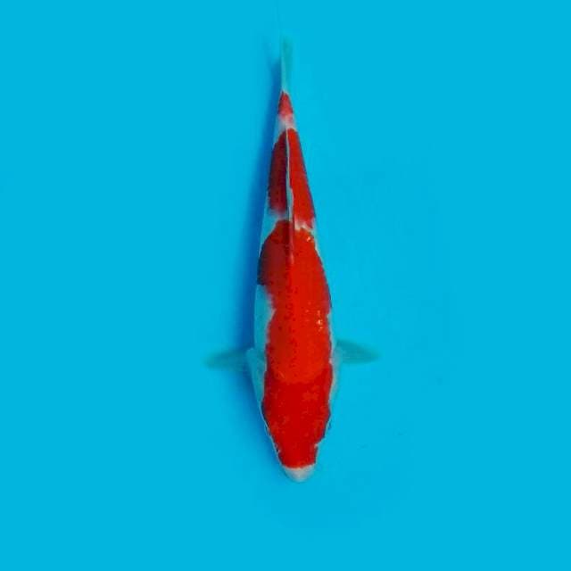 Kohaku 30 cm