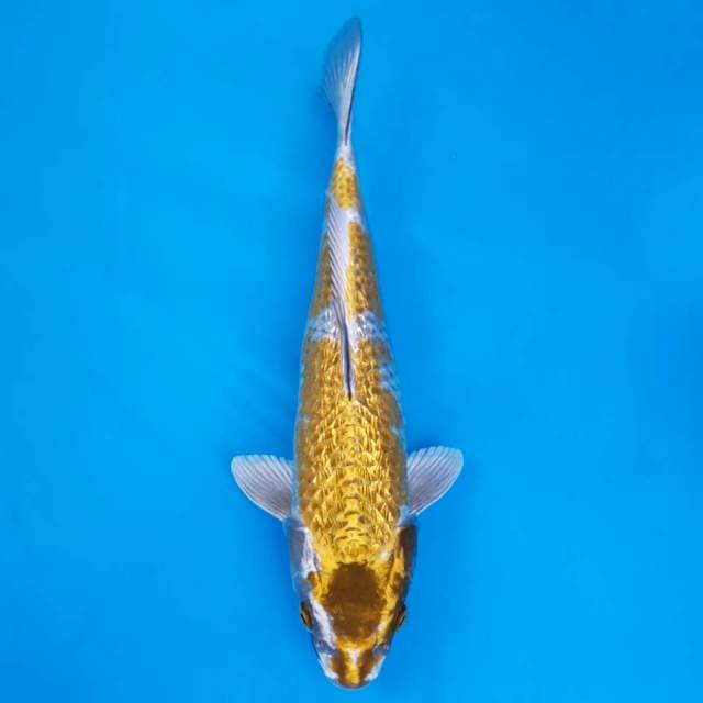 Gold fish
