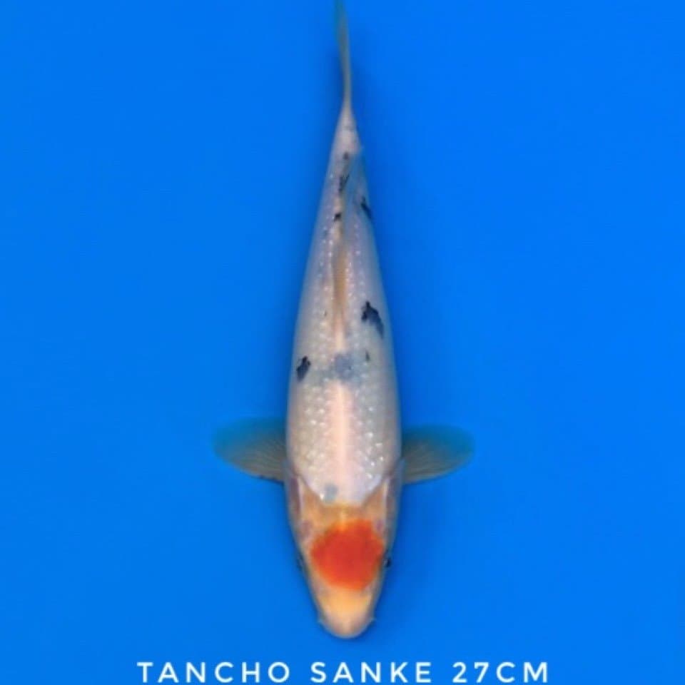 tancho sanke tategoi 27cm