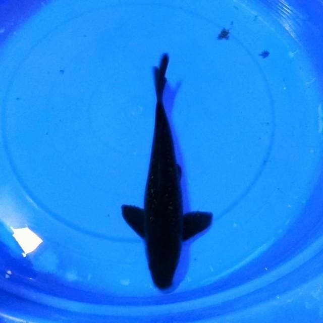 Karazhu 35bu pelengkap kolam
