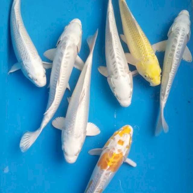 Mix koi 7 ekor 22-24