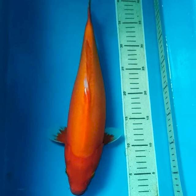 Aka Hajiro Doitsu 35 cm