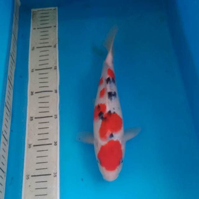 Sanke 26 cm