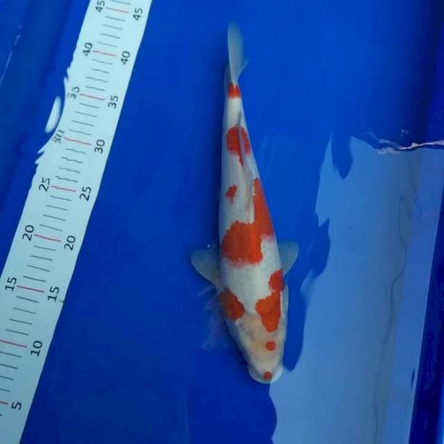 Kohaku Nice Step