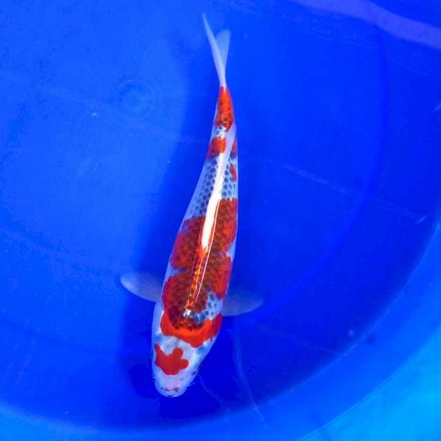 5. MARUTEN GOSHIKI #30CM