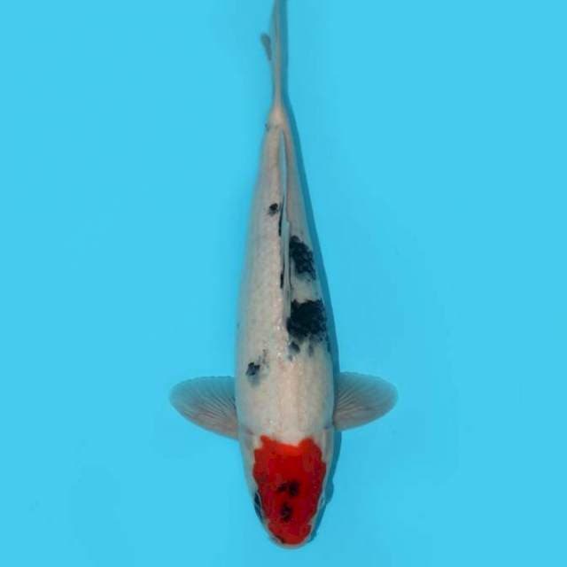 TANCHO SHOWA TATEGOI F1 31CM