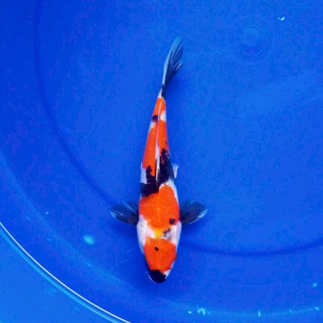 10. MARUTEN SHOWA #25CM