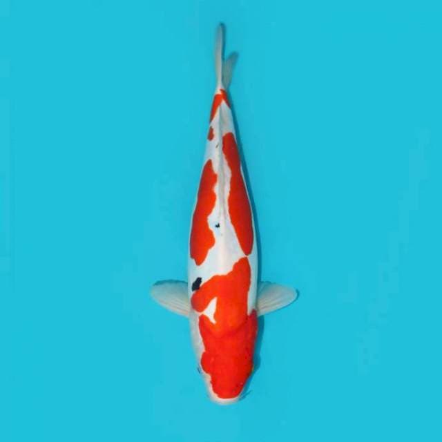 DOITSU SANKE TATEGOI 38 CM