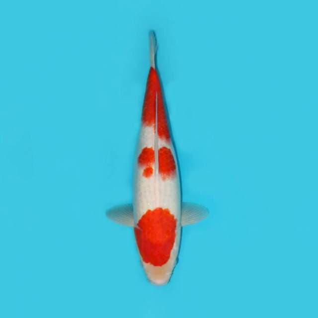 KOHAKU 36 CM