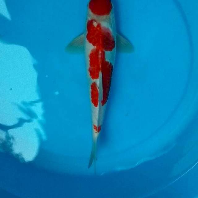Kohaku 31cm