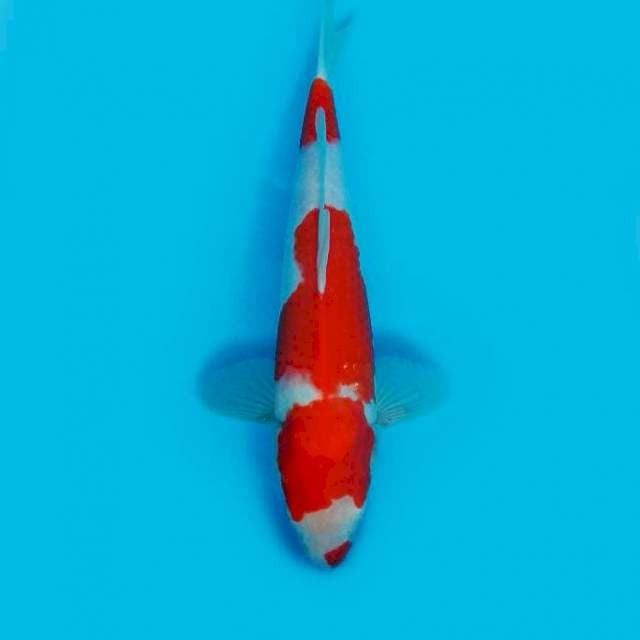 Kohaku 30cm