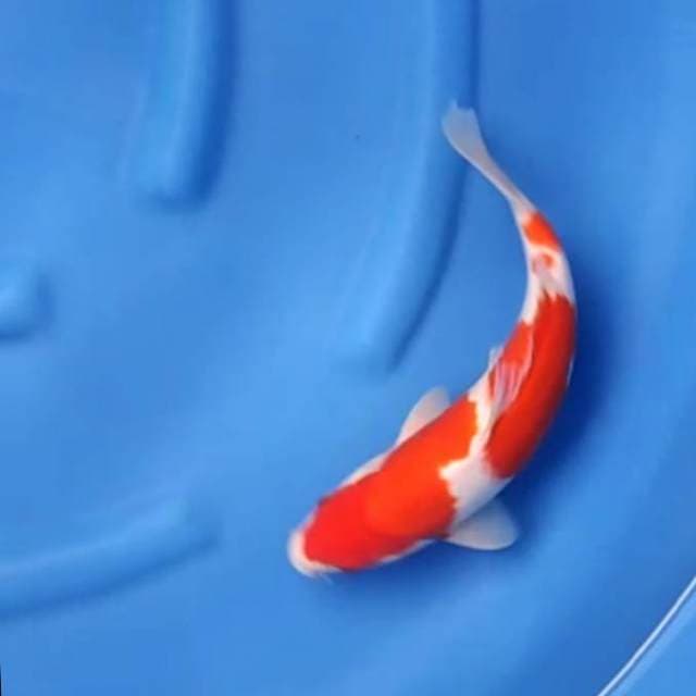 Kohaku f1 sakai 