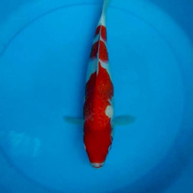 Koha 29cm