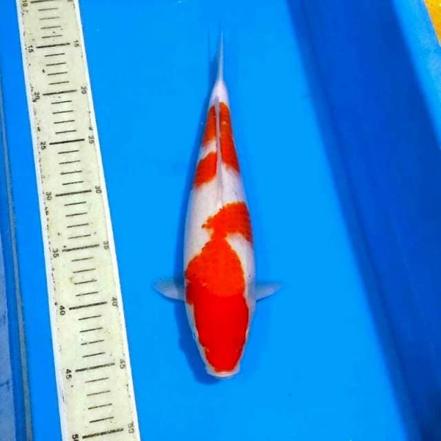 Kohaku