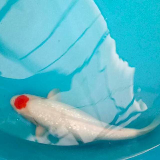 Tancho kohaku ginrin bulky