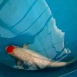 Tancho kohaku ginrin bulky