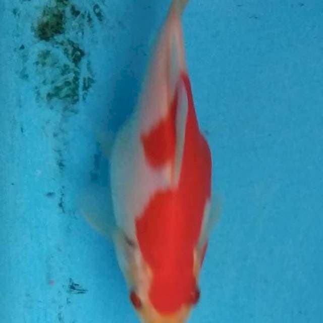 TANASABA F1