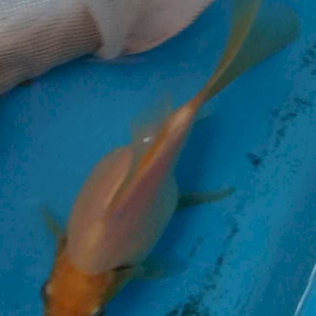 TANASABA F1