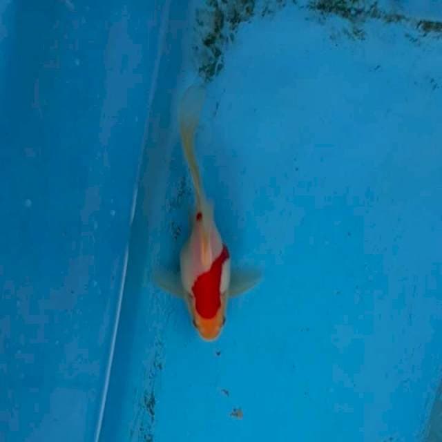 Tamasabha Long Tail F1