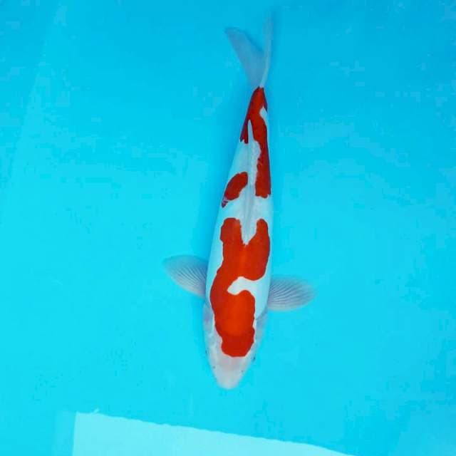 MATSUI ~ KOHAKU DOITSU ®