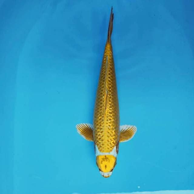 GOLD 24 K ~ MARU HIKARI ®
