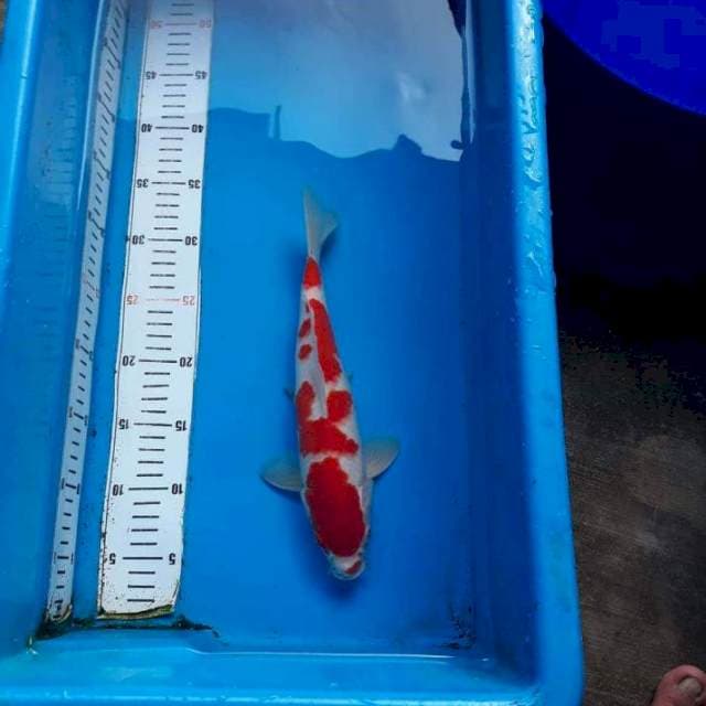 KOHAKU ABSTRAK