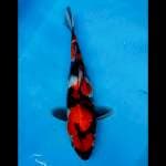 HAJIME.      SHOWA Sanshoku ® 40CM