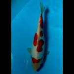 AKANE. DOITSU KOHAKU ® 34CM 