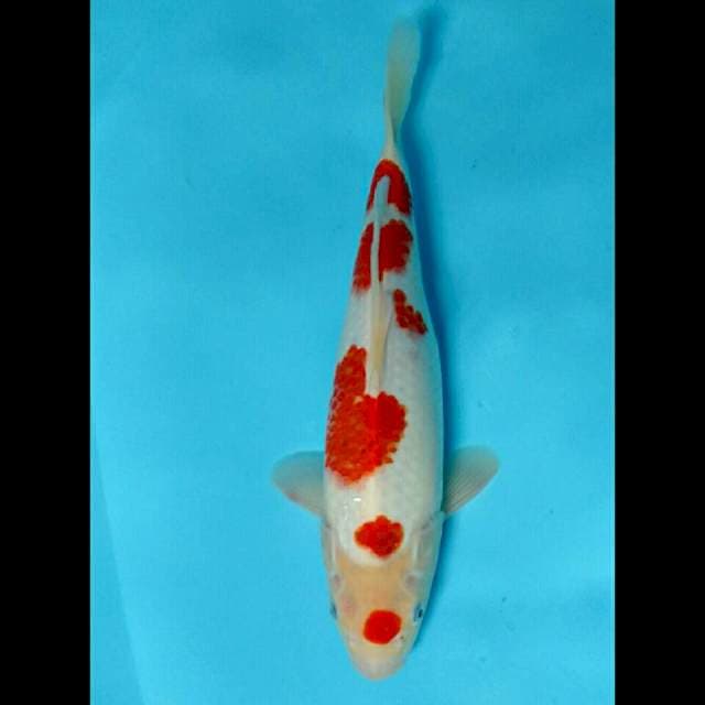 FUMIKO.   MARUTEN KOHAKU ® 38CM
