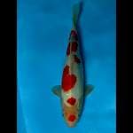 FUMIKO.   MARUTEN KOHAKU ® 38CM