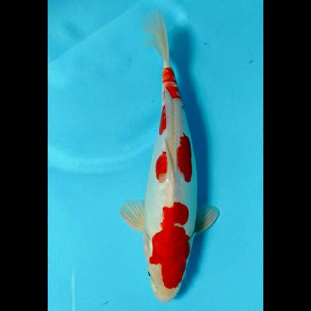 HIROMI. DOITSU KOHAKU 30CM